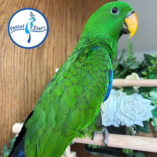 solomon-island-eclectus-parrots-for-sale