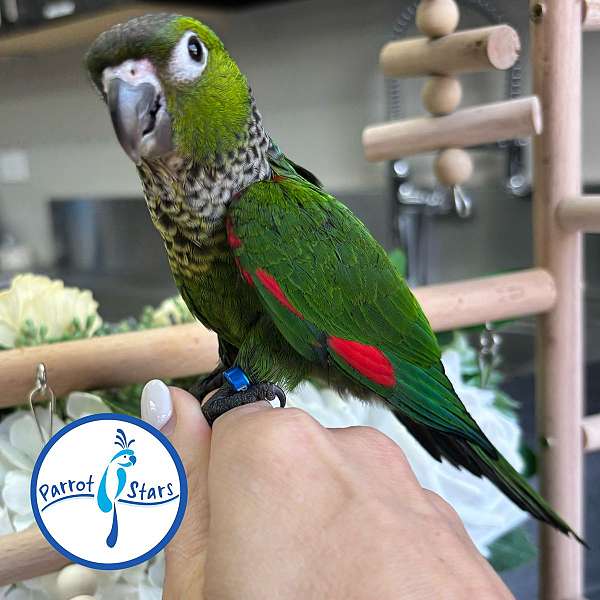 black-capped-conure-for-sale