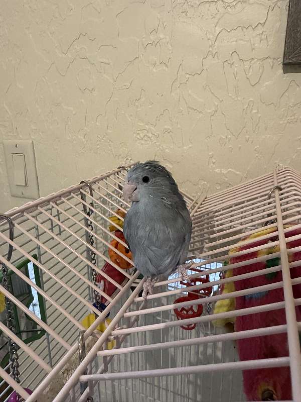 Hom Num Blue-grey parrotlet looking for new hom
