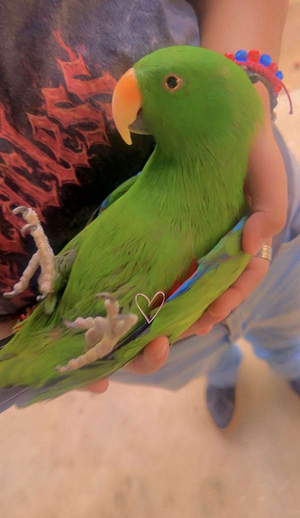 Eclectus parrot
