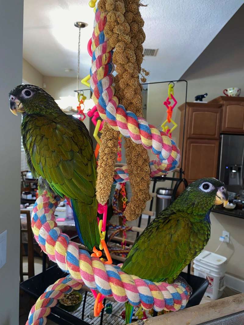 Talking Parrots for Sale