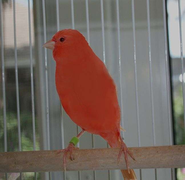 Blue Colored Canaries for Sale