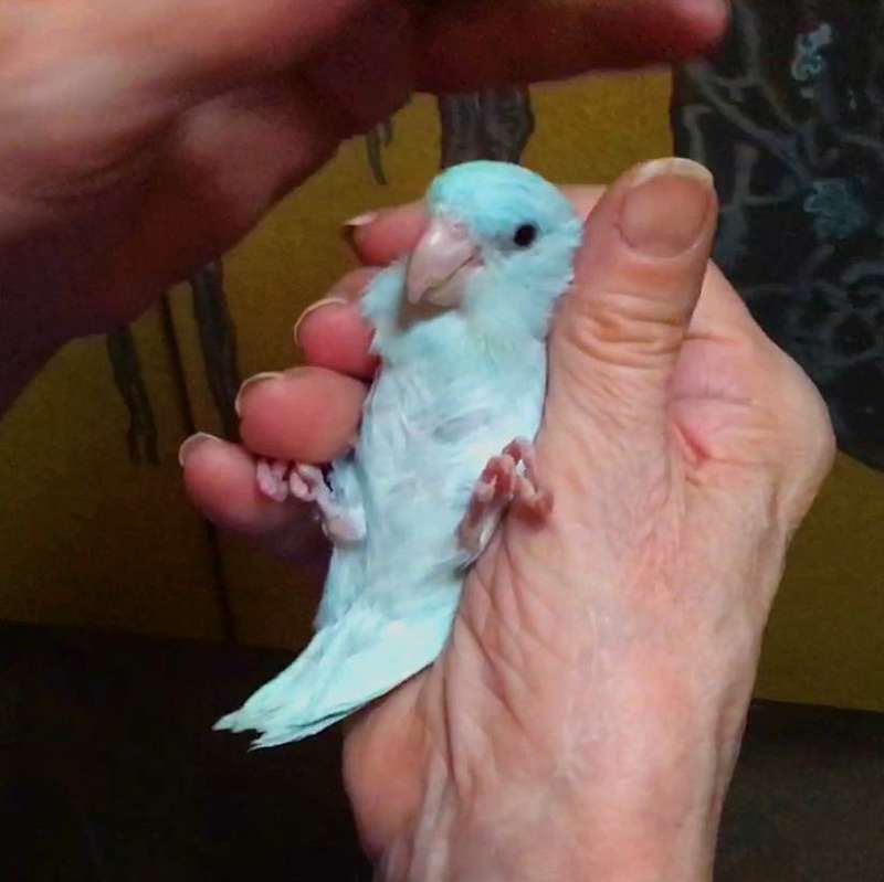 Male Parrotlets for Sale