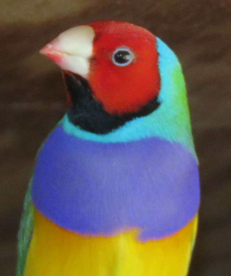 birds-in-tucson-arizona