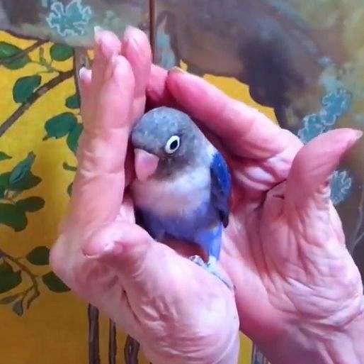 Blue Colored Lovebirds for Sale