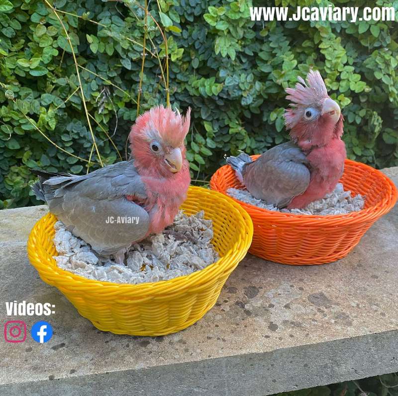 Exotic Baby Birds for Sale