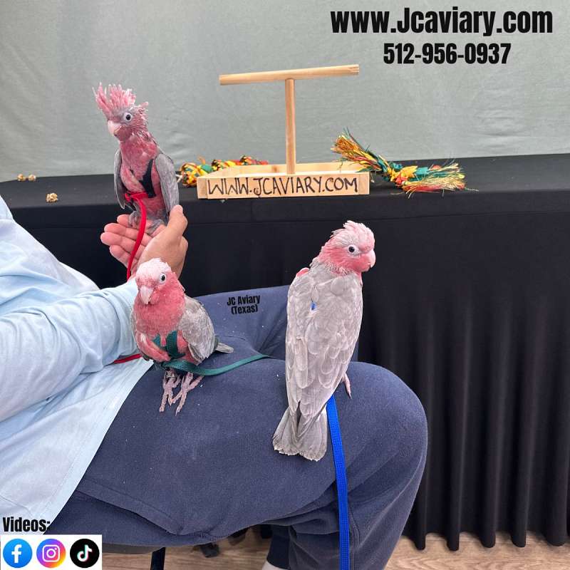 Illustration of Party Macaw Habitat For Sale In Texas