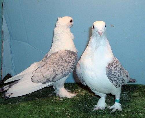 White Colored Pigeons for Sale