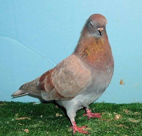 Pigeons for Sale in North Carolina