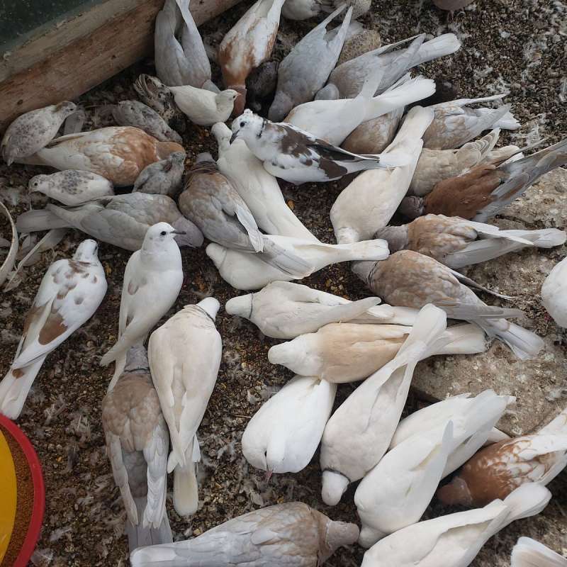 White Colored Doves for Sale