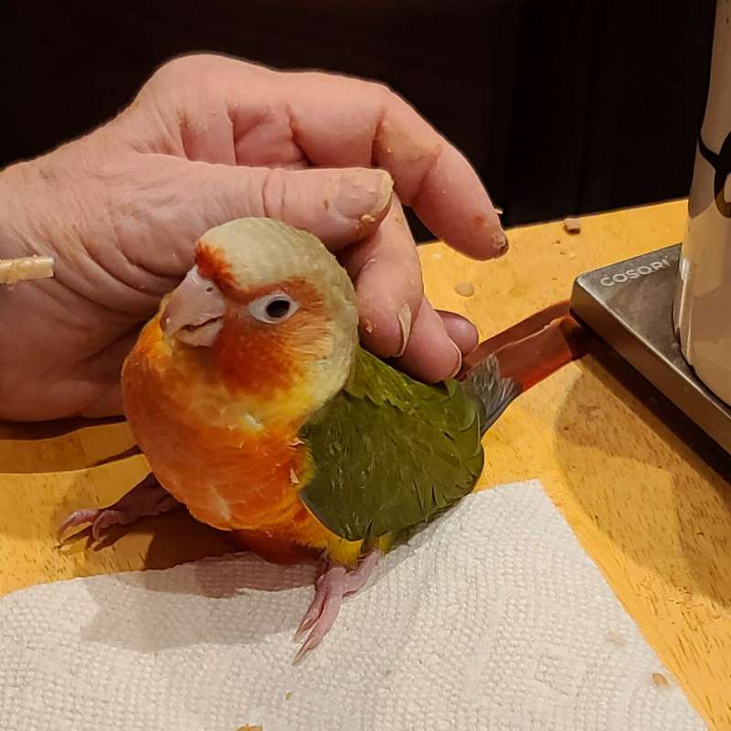 Pineapple Colored Conures for Sale