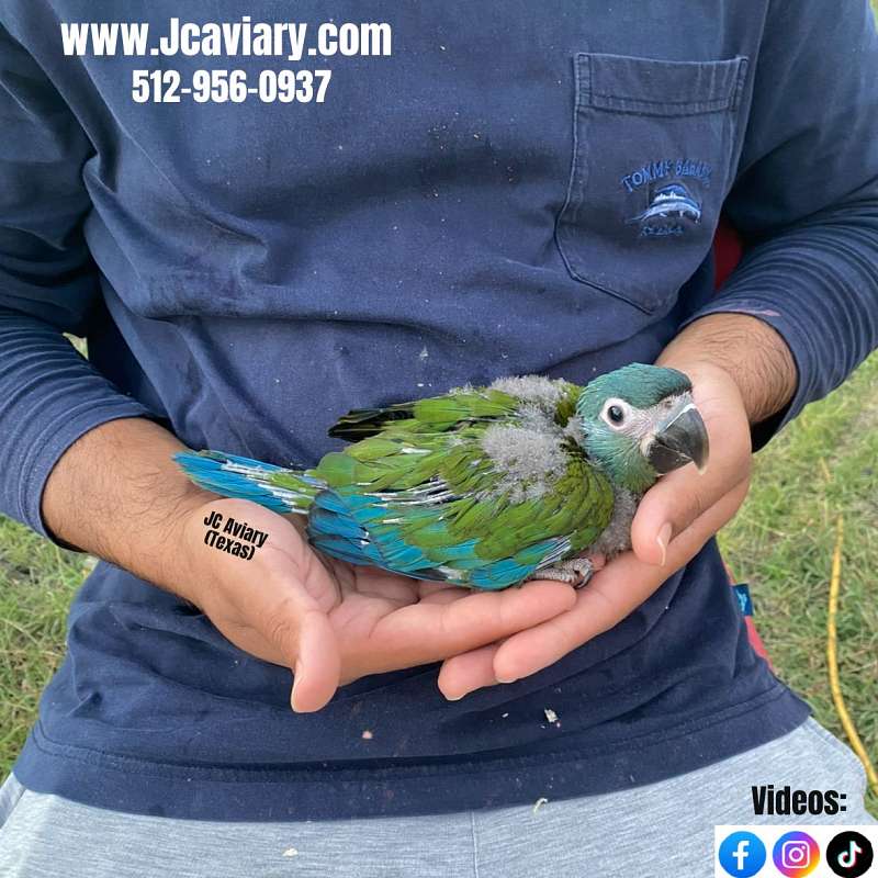 Caiques for Sale