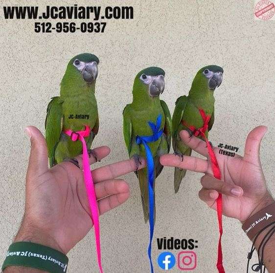 Black Colored Birds for Sale