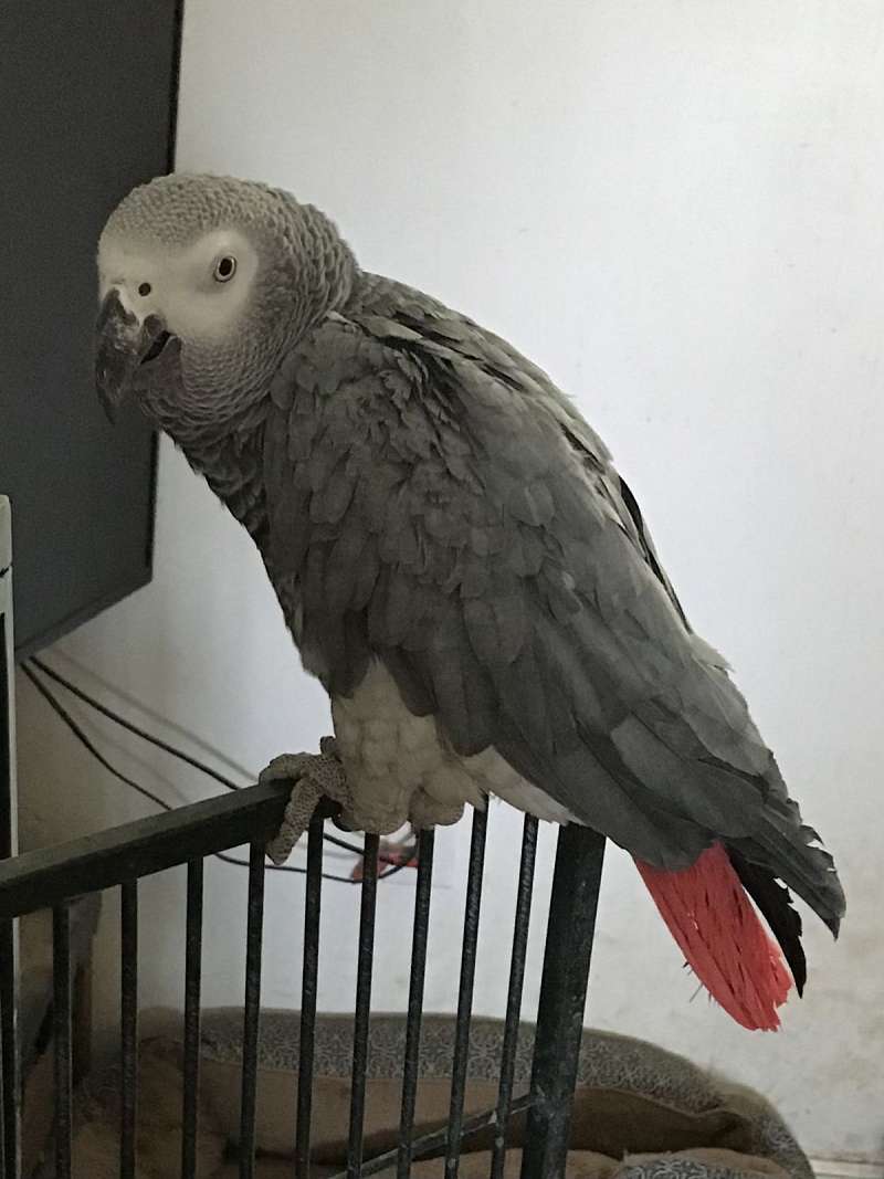 Tame African Grey Parrots for Sale African Grey Parrot For Sale In Massachusetts