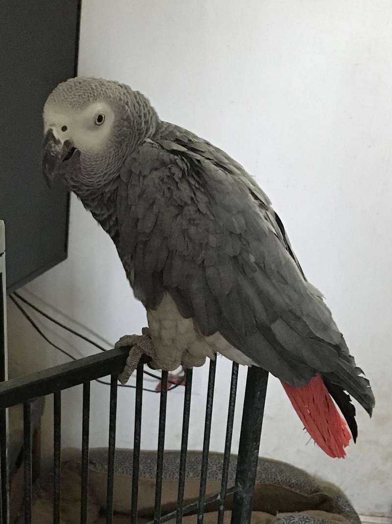 Tame African Grey Parrots for Sale