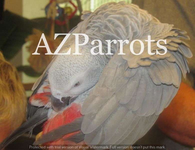 Baby African Grey Parrots For Sale