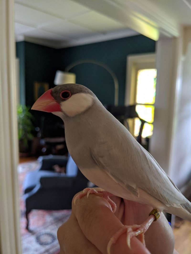 Finches for Sale in Massachusetts
