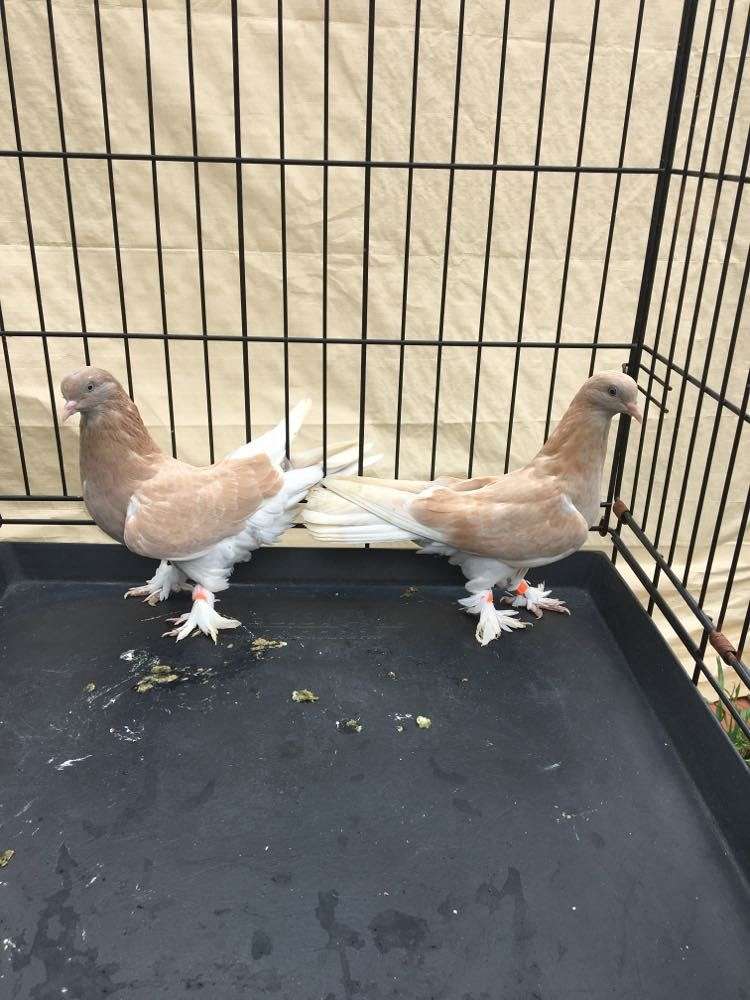 Pigeons for Sale in Florida