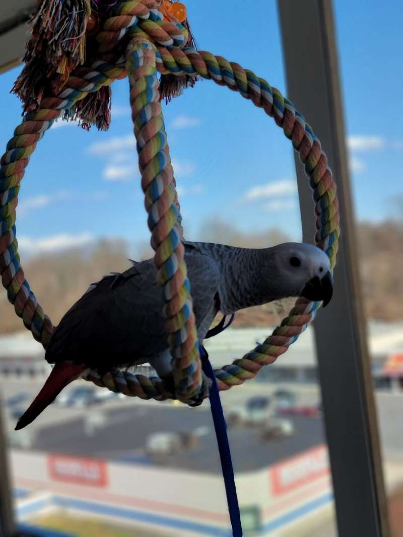 African Grey Parrots For Sale In New York   Congo African Grey Parrot For Sale In Scarsdale Ny 