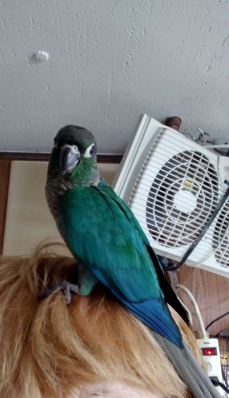 Baby Parrots for Sale