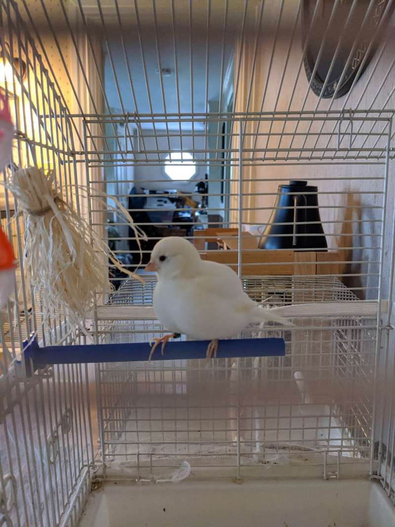 Fife Canaries for Sale in Massachusetts