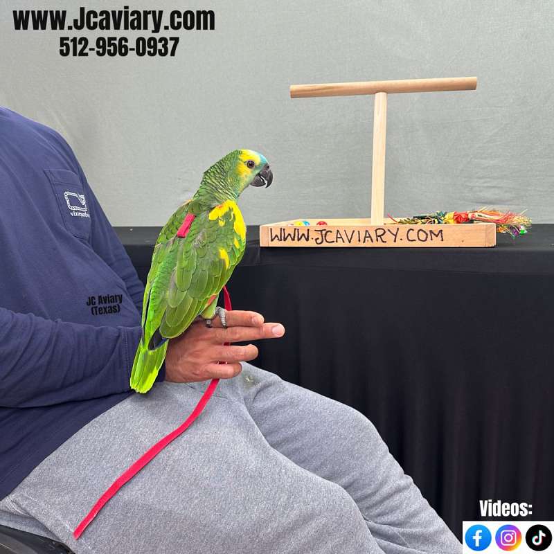 Image showcasing Macaws for Sale in Texas