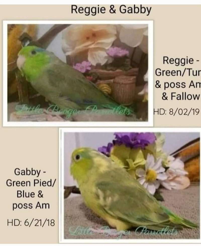 Parrotlets for Sale in