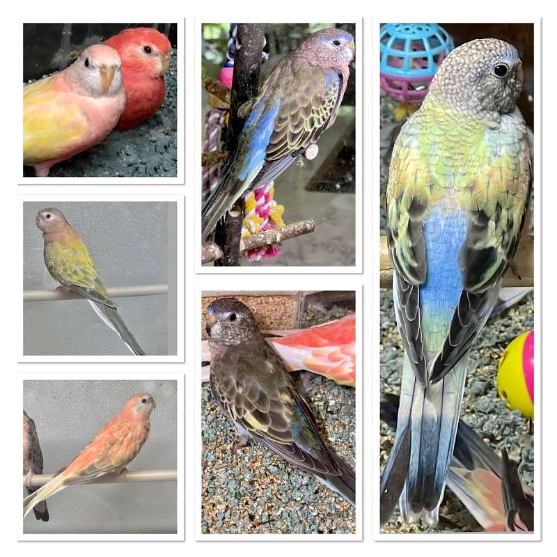 Lutino Colored Bourke Parakeets for Sale