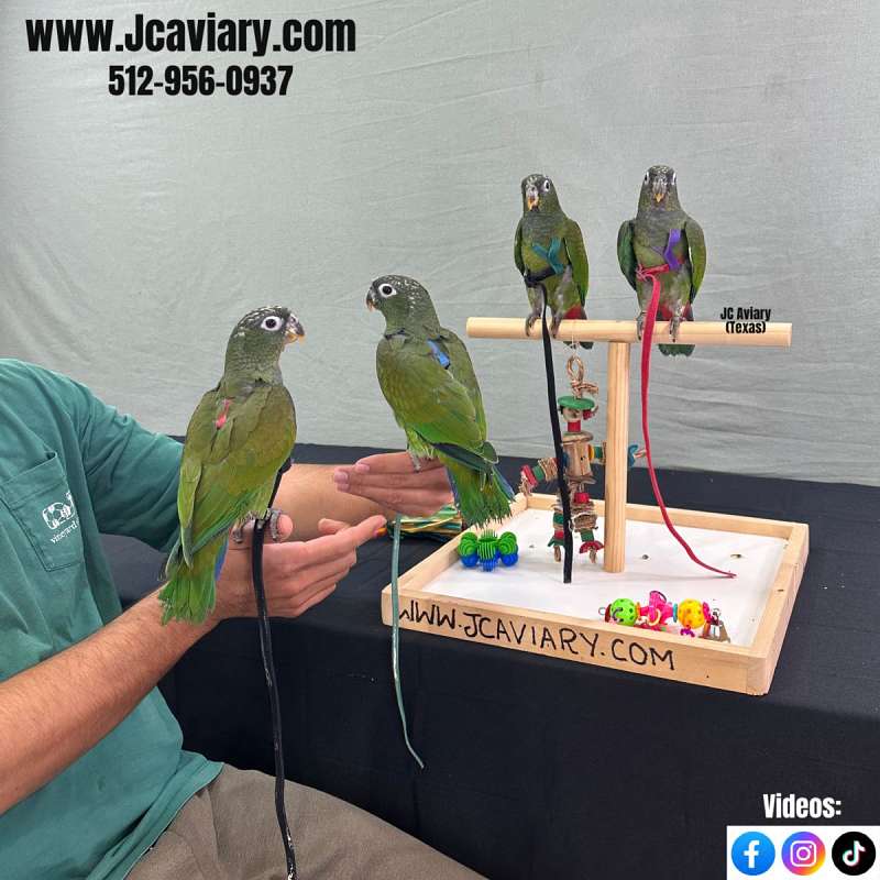 Parakeet for sale near me