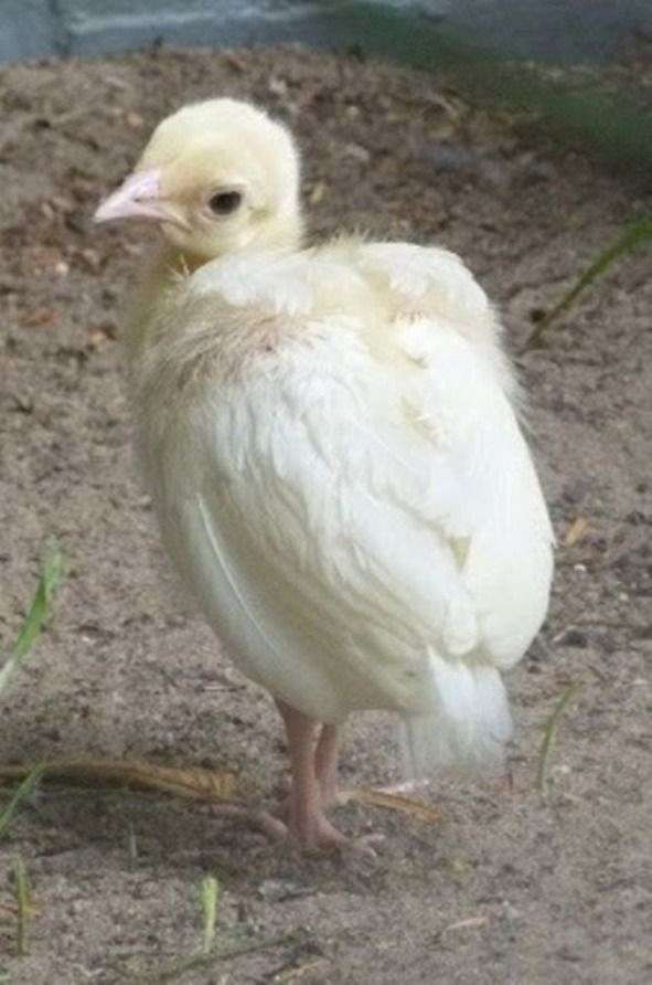 White Colored Peacocks for Sale