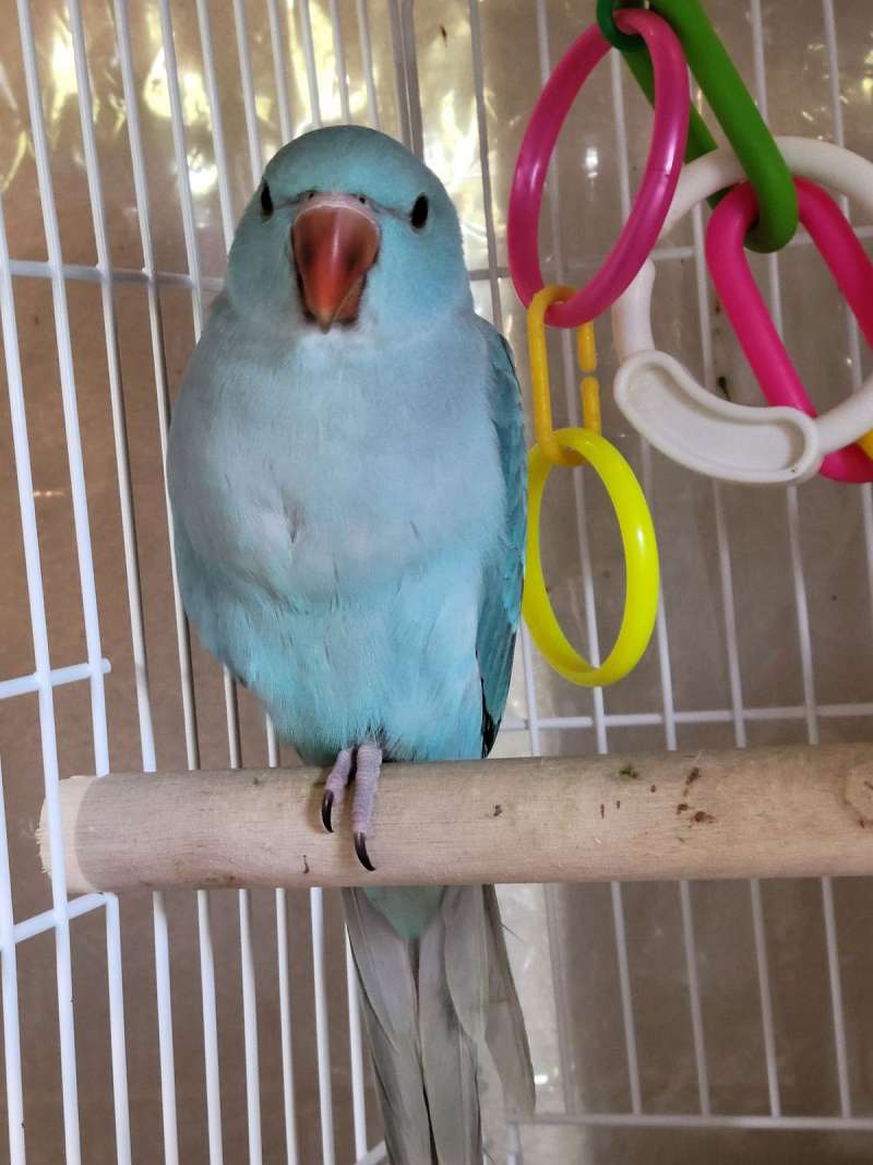 Ringneck Parakeets for Sale