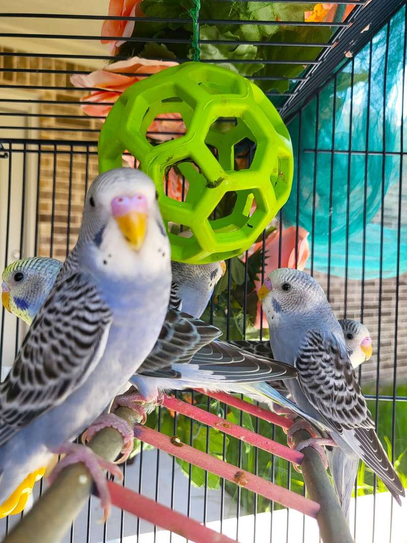 Singing Zebra Finches For Sale