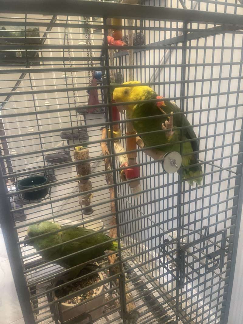 Beautiful Double Yellow and Yellow Nape Amazon Parrots