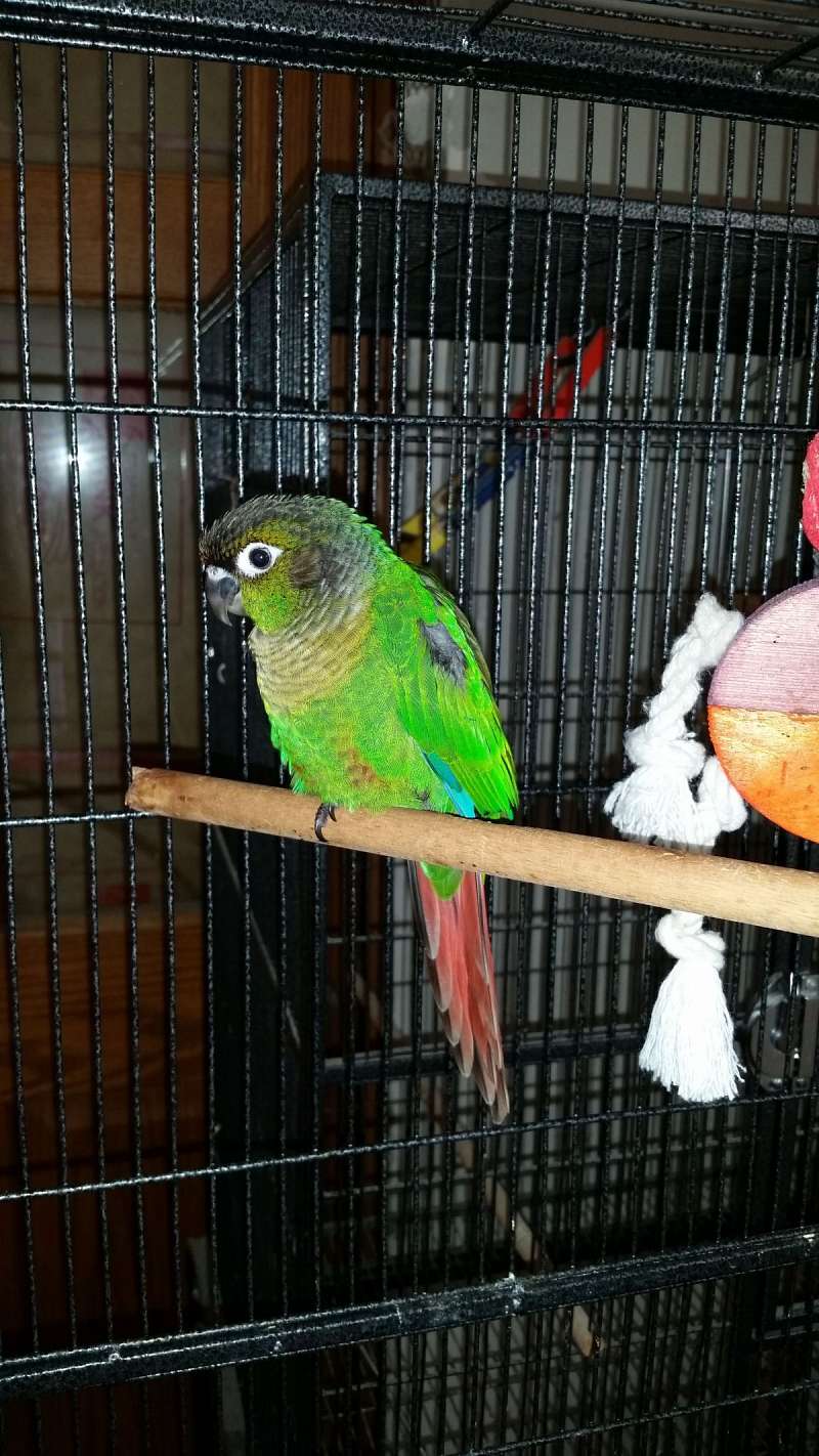 Birds in Gray Kentucky