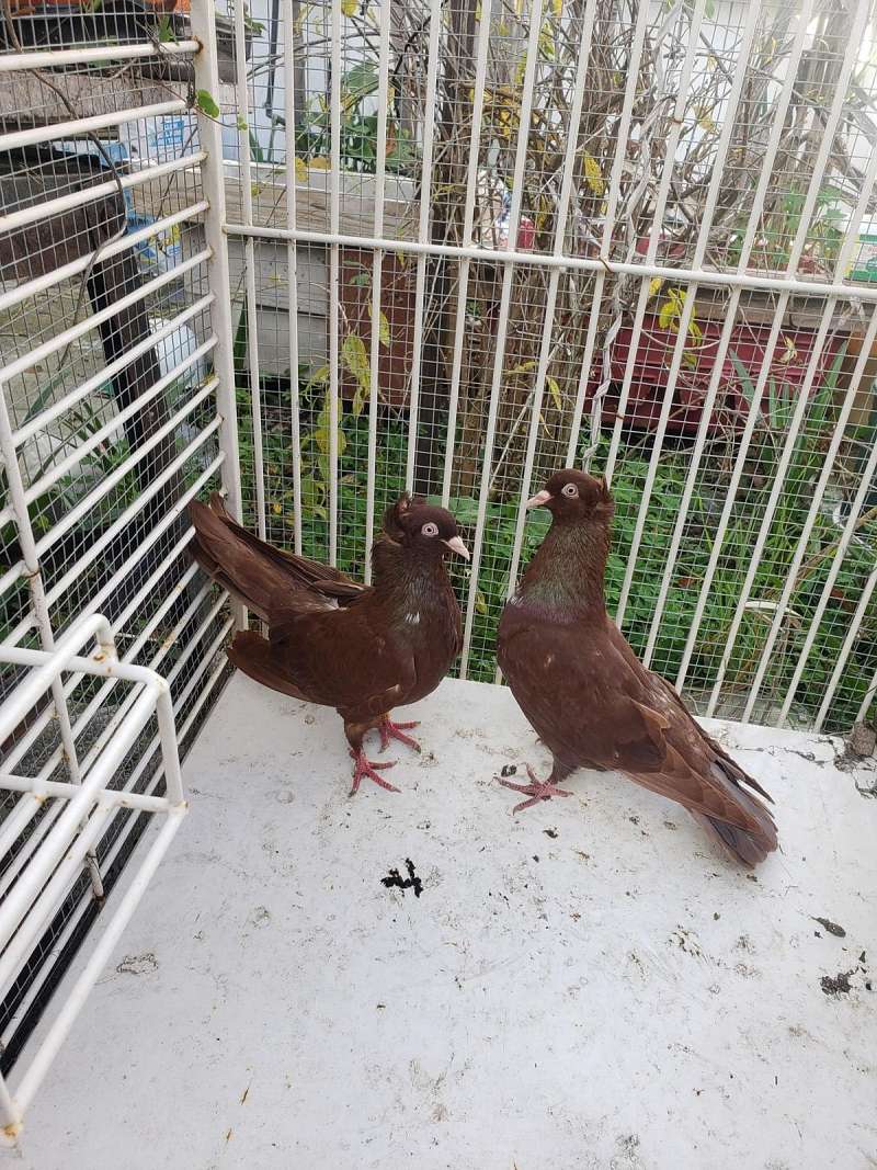 Tumbler Pigeons for Sale