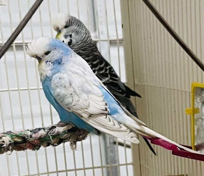 Parakeets for Sale in South Carolina