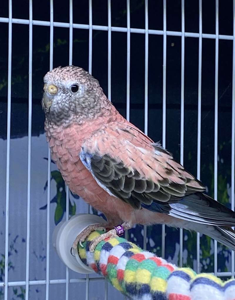 Bourke Parakeets for Sale in New York