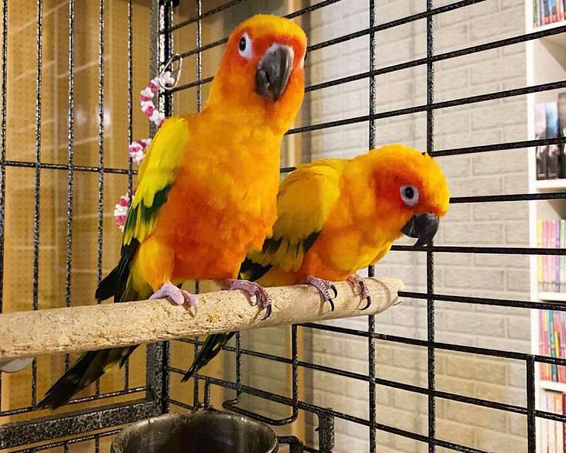 baby conures for sale in california resisteaec