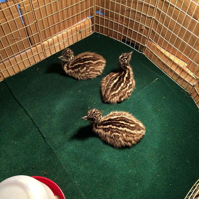 Baby Emus for Sale