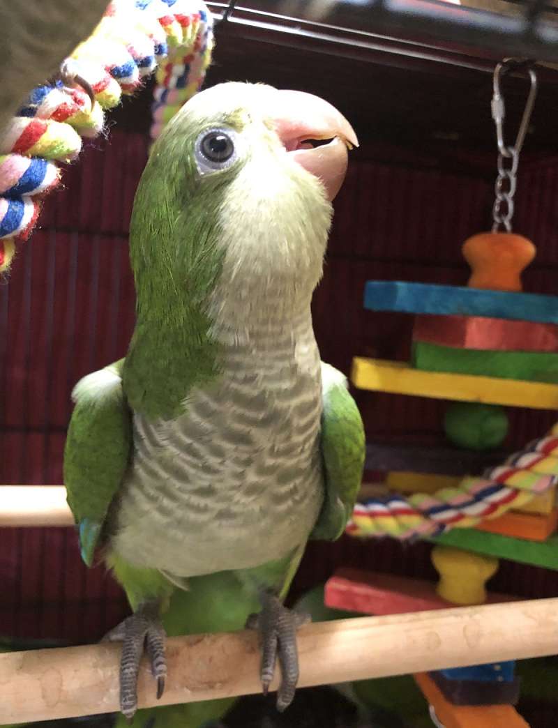 Young Quaker Parrots for Sale