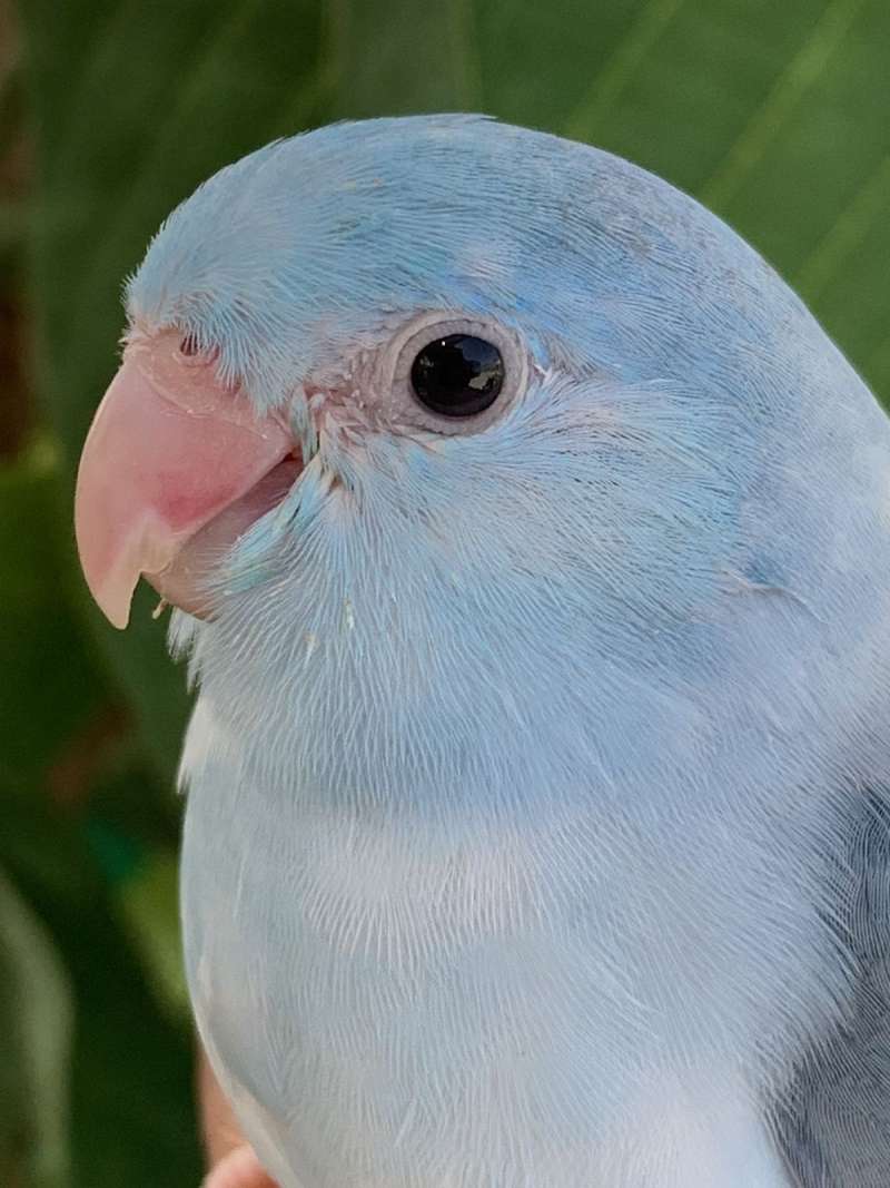 Parrotlets for Sale in California