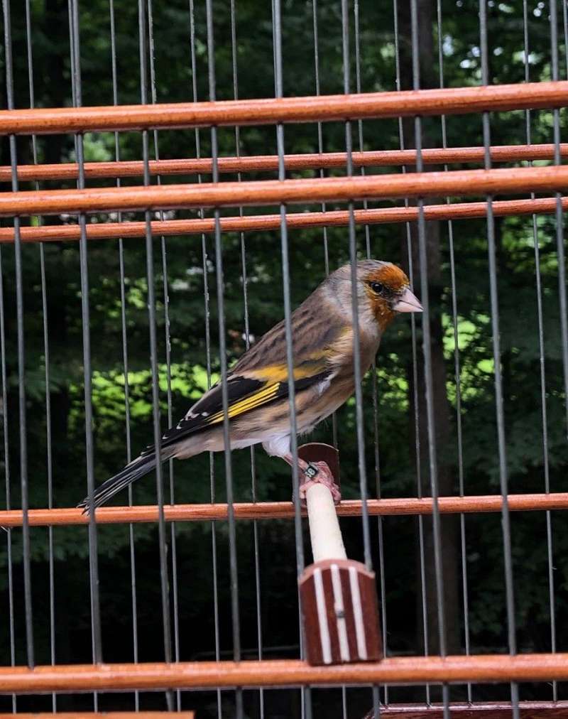 Gloster Canaries for Sale