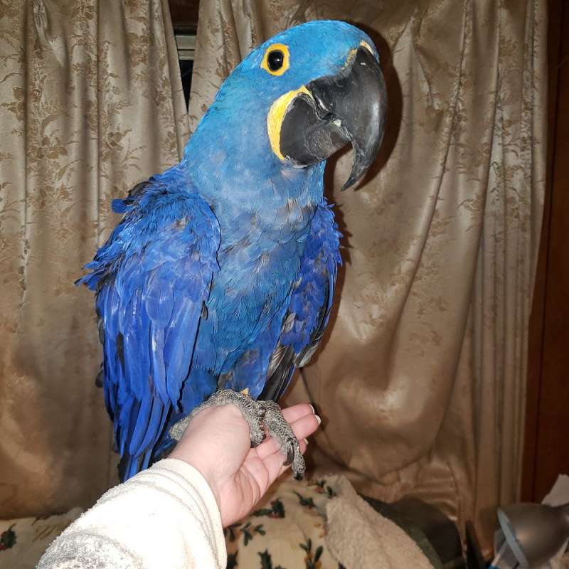 Hyacinth Macaws for Sale
