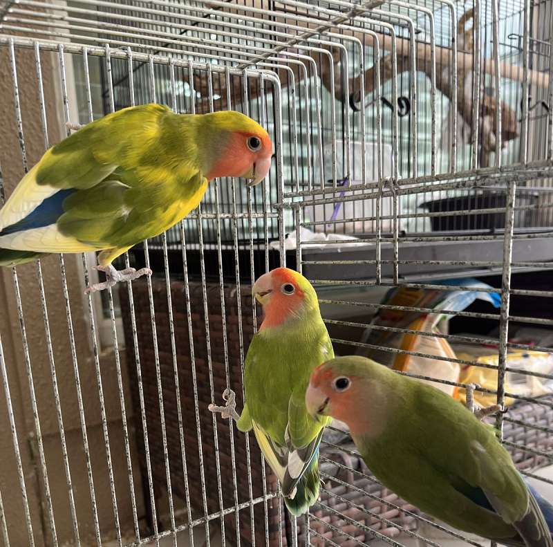 Birds in Rosharon Texas