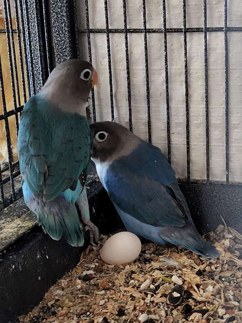 Lovebirds for Sale