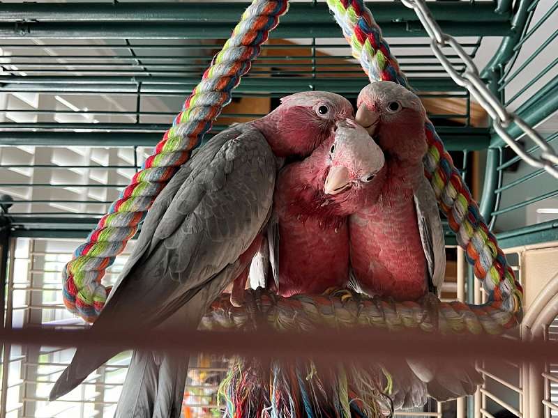 Baby Cockatoos for Sale