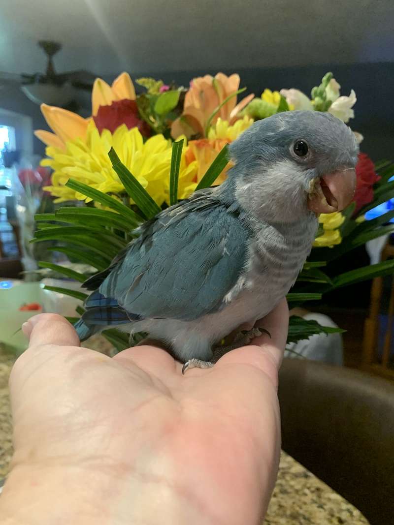 Medium Quaker Parrots for Sale