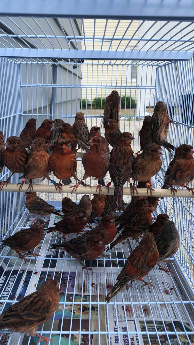 Black Colored Birds For Sale black-colored-birds-for-sale