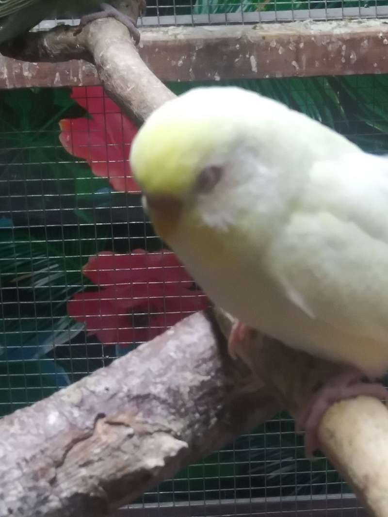 Birds in Holt Missouri