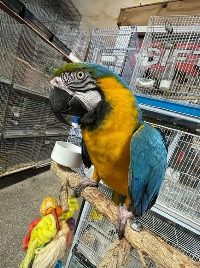 Macaws for Sale in California